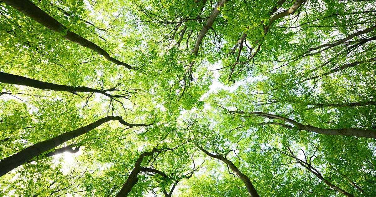 Webinar 'Regolamento UE 2023/1115 sulla deforestazione - EUDR: l'entrata in vigore'